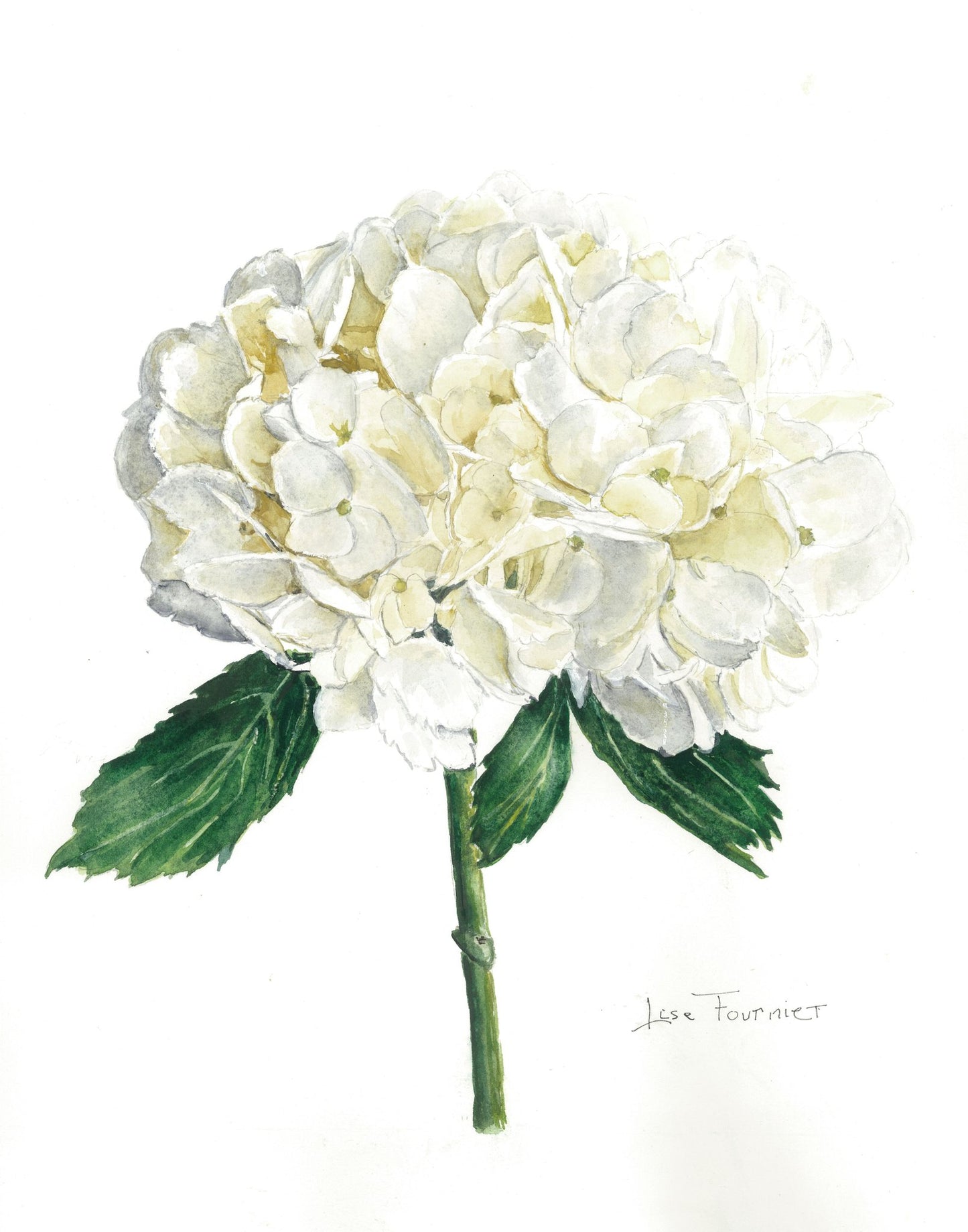 White Hydrangea illustration
