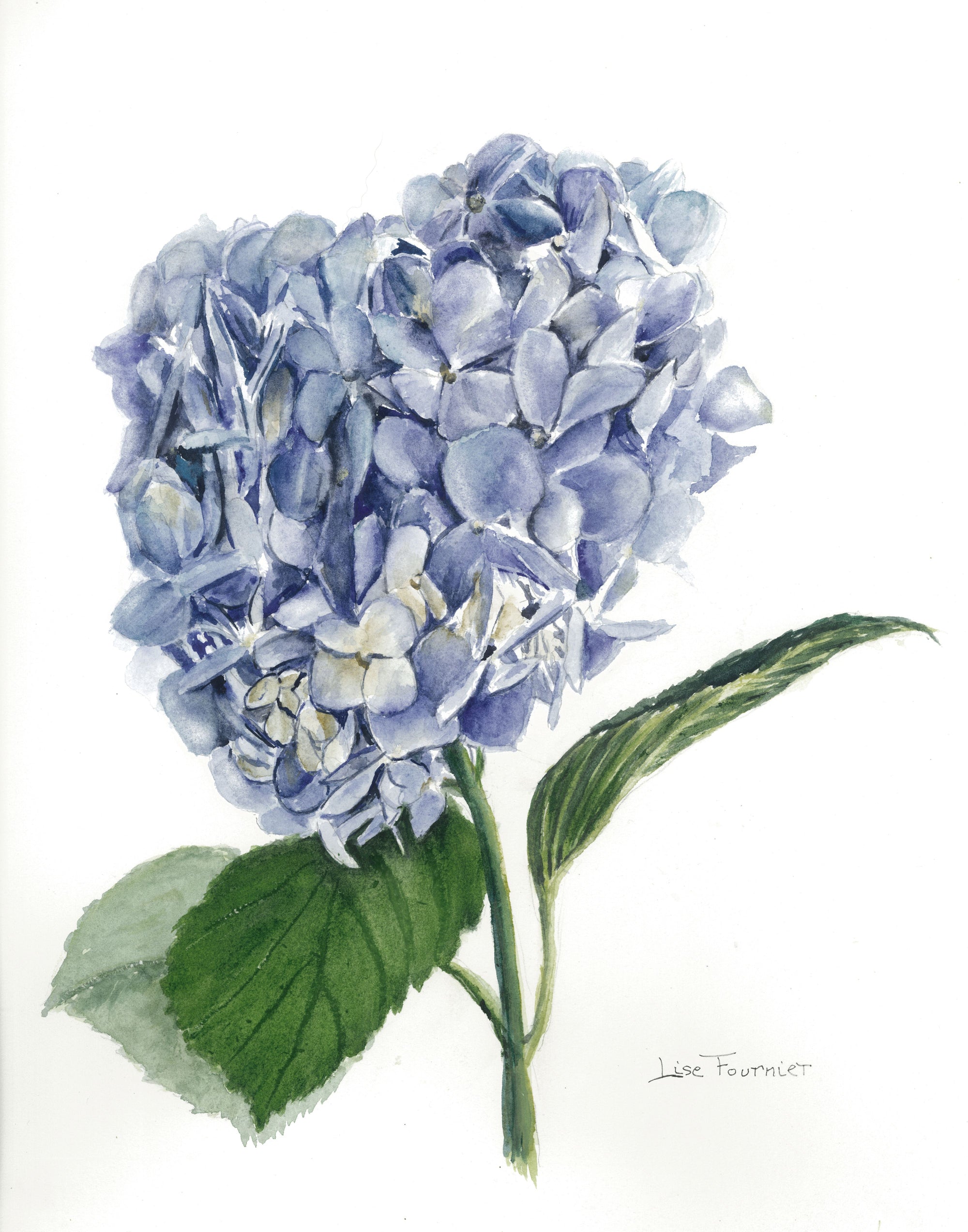 Collection Lise - Aquarelles Hydrangée bleue & Encadrement