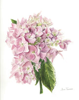 Collection Lise - Aquarelles Hydrangée rose & Encadrement
