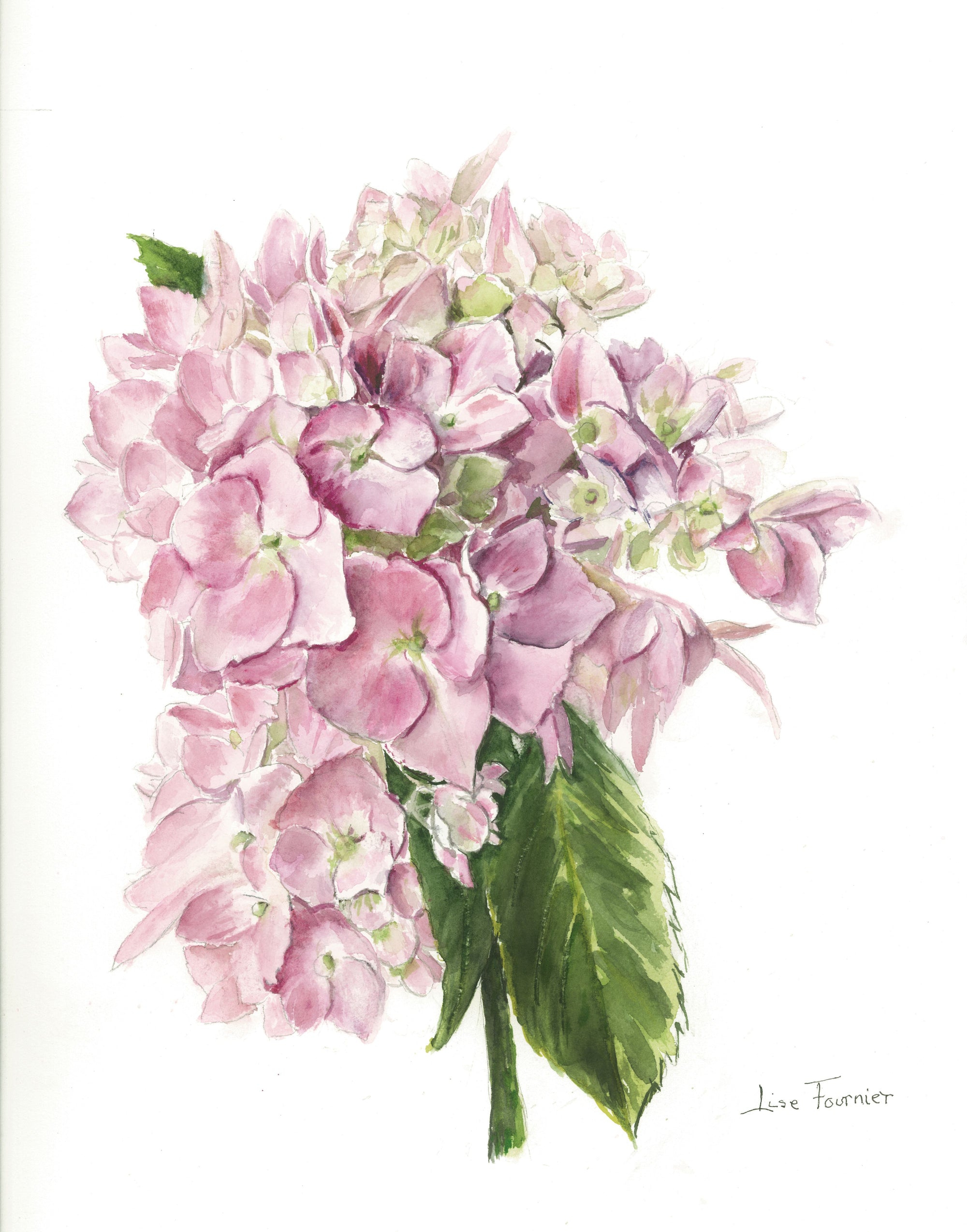 Collection Lise - Aquarelles Hydrangée rose & Encadrement