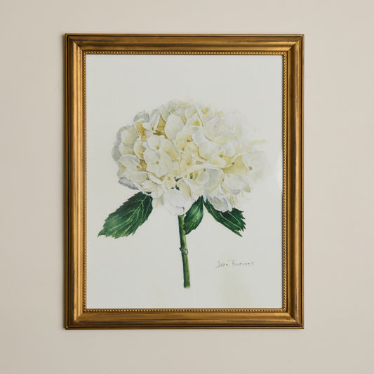 Collection Lise - Aquarelles Hydrangée blanche